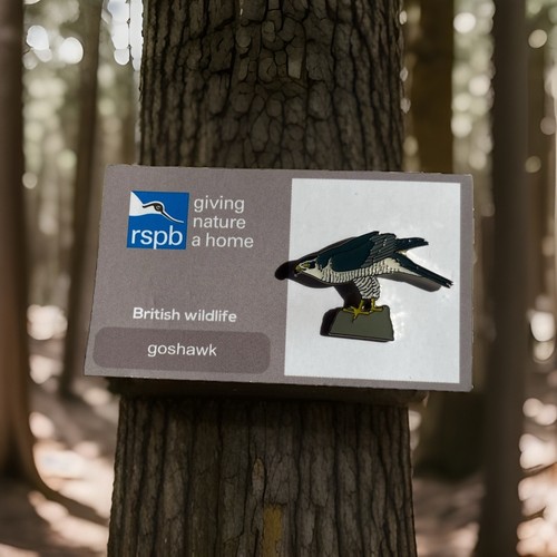 Rspb pin badge gnah goshawk - rspb-pin,