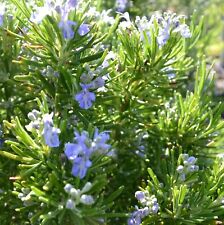 1 x 'Miss Jessops' Rosemary Herb Plant in 9cm Pot - Upright Variety for Cooking