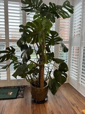 Large Monstera Cheese Plant