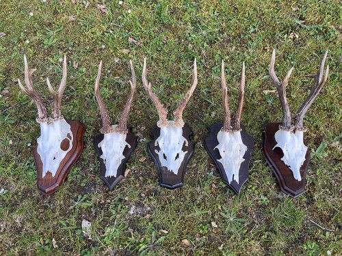 Nice roe deer buck - 5x, deer/buck