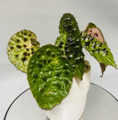 Begonia ferox - ferox, begonia)