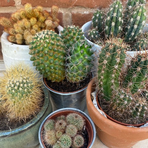 Cactus seeds crown mix 50 - seeds,