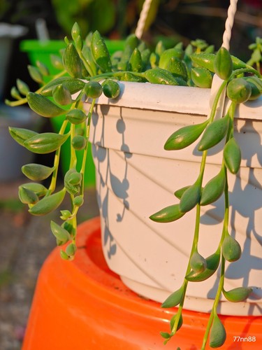 Senecio herreian string - senecio, of