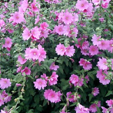 3 X LAVATERA 'ROSEA' TREE MALLOW SEMI-EVERGREEN SHRUB HARDY PLANT IN POT