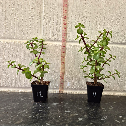 Portulacaria afra elephant - afra,,
