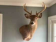 Beautiful 9 Point Whitetail Buck Shoulder Mount Antler Deer Taxidermy NICE