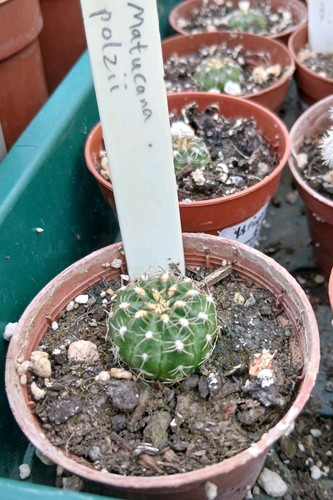 Matucana polzii potted cactus - matucana,