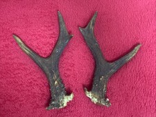 PAIR OF ROE DEER ANTLERS 