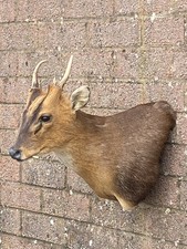 Muntjac Shoulder Mount Gold Medal