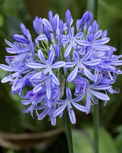 Agapanthus africanus hardy - agapanthus,