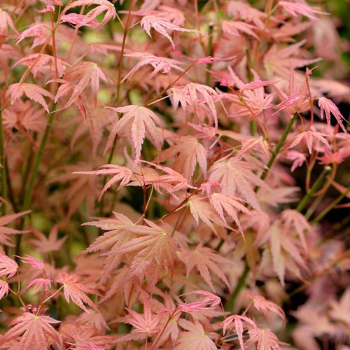 Acer palmatum phoenix - palmatum, 'phoenix