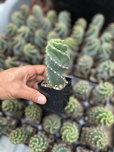 Spiral cactus tornado - spiral,