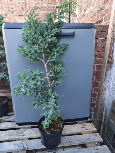 Juniper tree pre - tree, bonsai