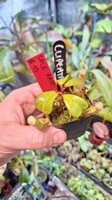 Nepenthes Clipeata, stunning