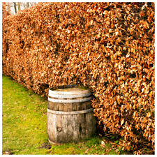 3 Green Beech Hedging Plants 2-3ft Fagus Sylvatica Trees,Brown Winter Leaves
