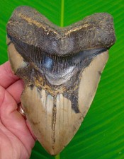 5.83” MEGALODON SHARK TOOTH