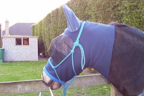 Sweet itch fly - mask,