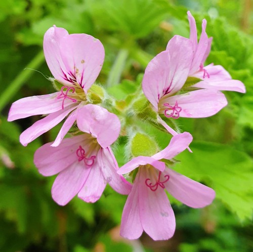 Pelargonium lemon scented - lemon,