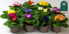 9 x Primula Acaulis – Primrose Plants Outdoor Garden Ready, Flowering Bedding