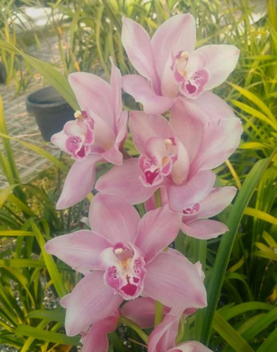 Cymbidium barrita whop - whop, 'pink