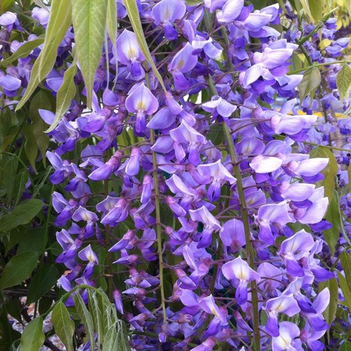 Wisteria sinensis black - black, dragon
