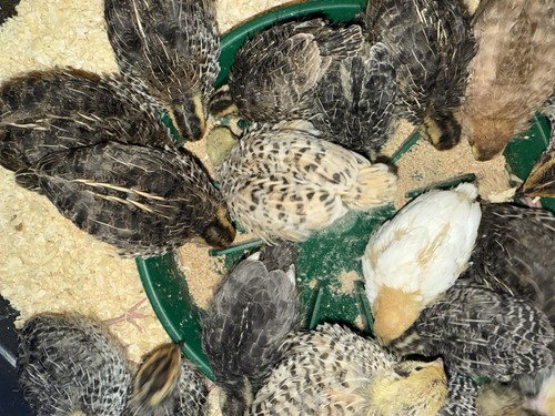 Quail chick starter crumb - quail,