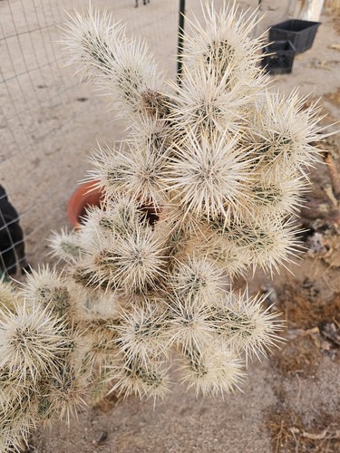 Silver cholla cactus - silver,