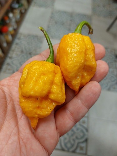 Trinidad moruga scorpion peach - scorpion,