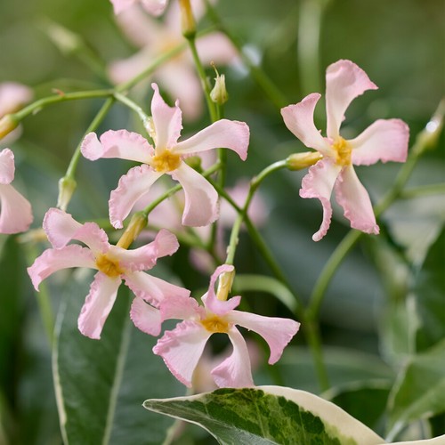Trachelospermum star milano - star,
