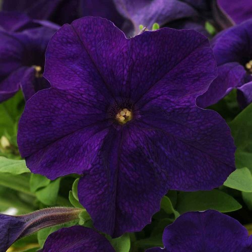 Purple petunia alderman seeds - purple,