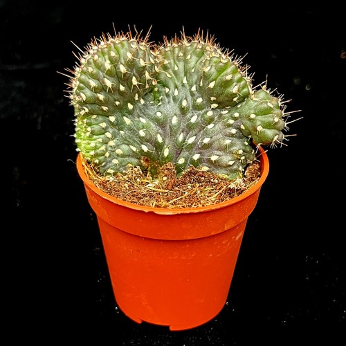 Opuntia fulgida cristata - fulgida,