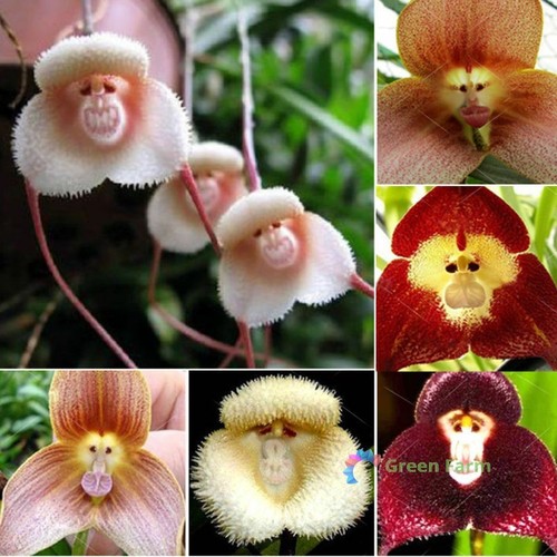 Seeds monkey face - monkey,