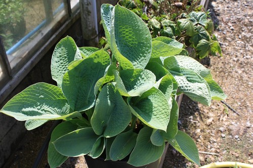 Hosta big daddy - daddy,