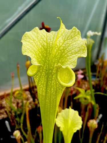 Sarracenia moorei veinless - moorei,