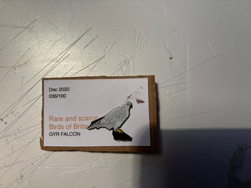 Rspb interest gyr falcon sgw - gyr,