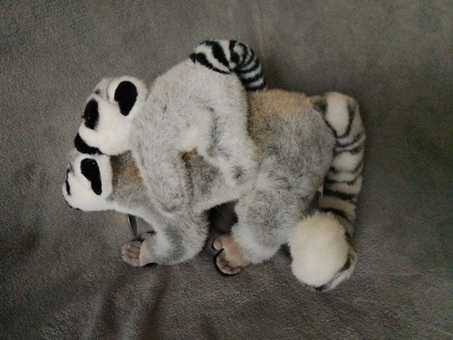 Dowman leosco ring tailed - dowman, ring-tailed