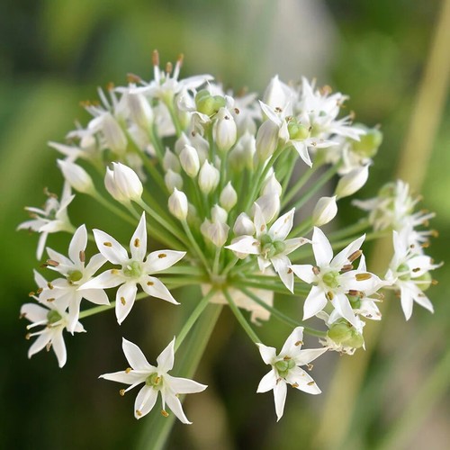 Wild garlic ramsons - wild,