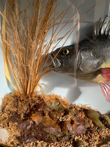 Perch perca fluviatilis - perch,