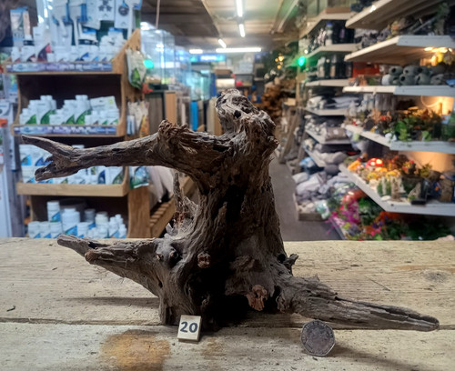 Small medium corbo - small/medium, root