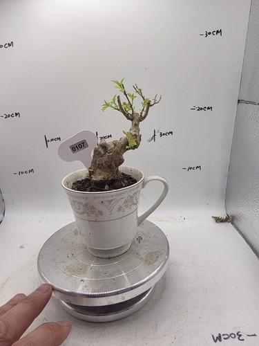 Vitex negundo bonsai - negundo,