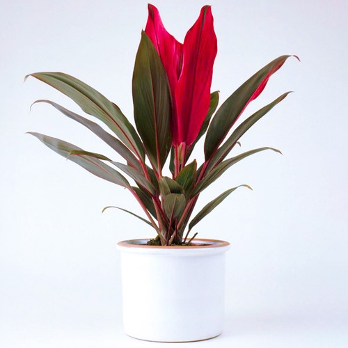 40cm potted cordyline tango - potted,