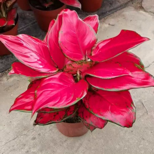 Aglaonema red rich - aglaonema,