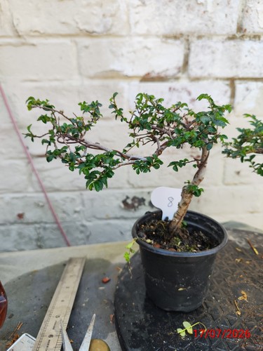 Chinese elm - chinese,