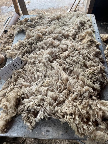 Norfolk horn raw - raw, unwashed
