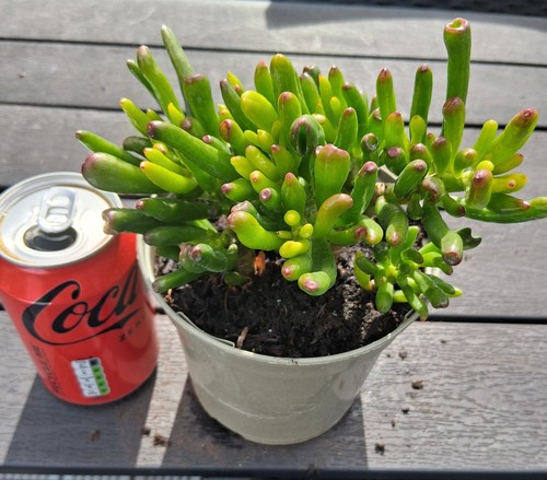 Crassula ovata cultivar - crassula,