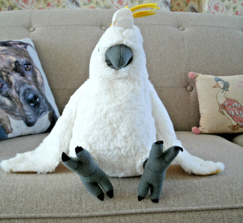 Wild cockatoo bird - cockatoo,