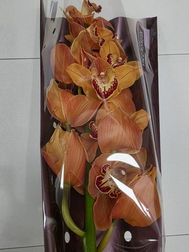 Farm fresh orchid cymbidium - farm,