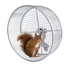 Hamster Running Exercise Wheel