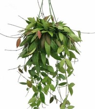 Hoya Gracalis Plant in a 14cm Hanging Pot. Rarely Offered