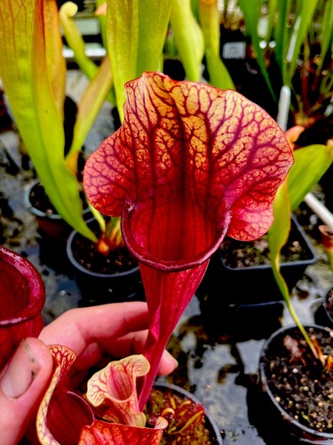 Sarracenia true blood - blood, x